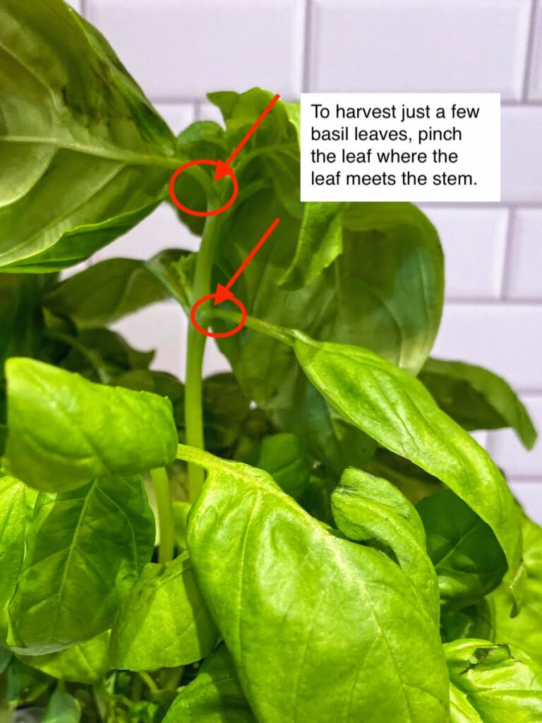 A basil plant ready to be harvested, with superimposed red circles and arrows indicating where to pinch to harvest the basil leaf from the plant. Text on the image says "To harvest just a few basil leaves, pinch the leaf where the leaf meets the stem."