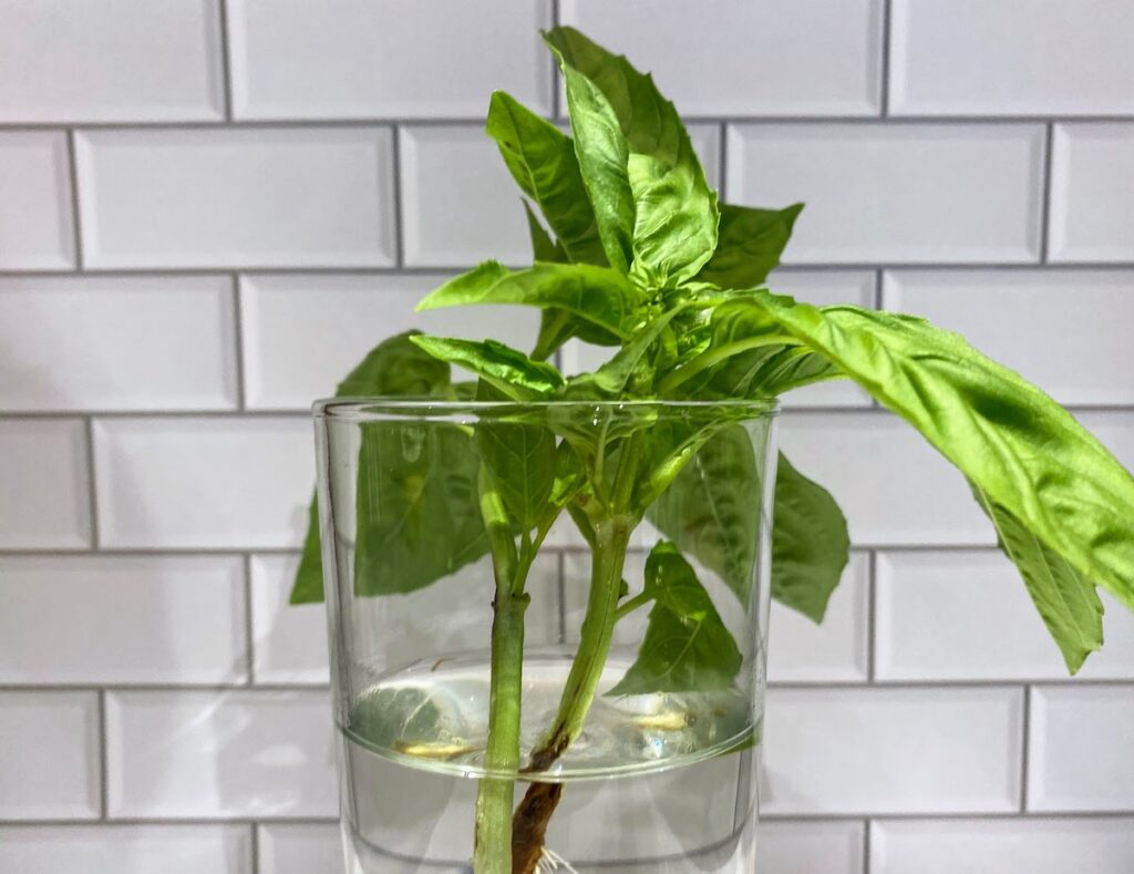 propagate a large leaf basil cutting in glass of water