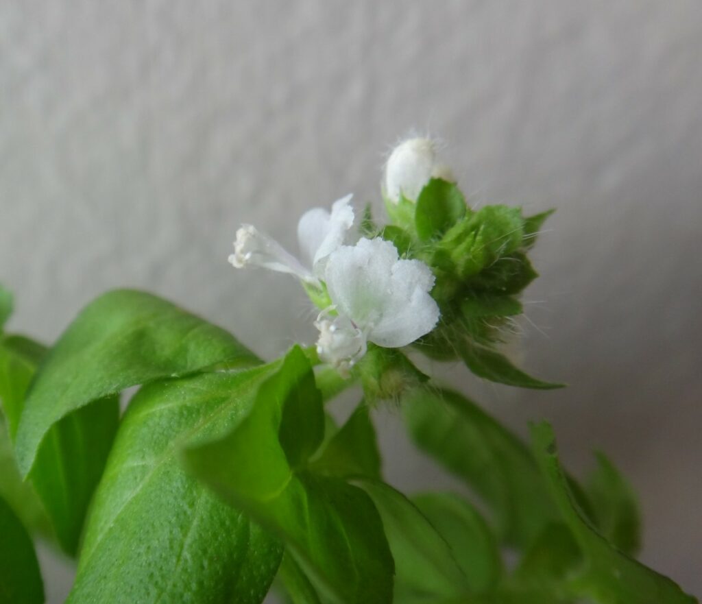 lemon basil leaves and flower ocimum basilicum var citriodorum