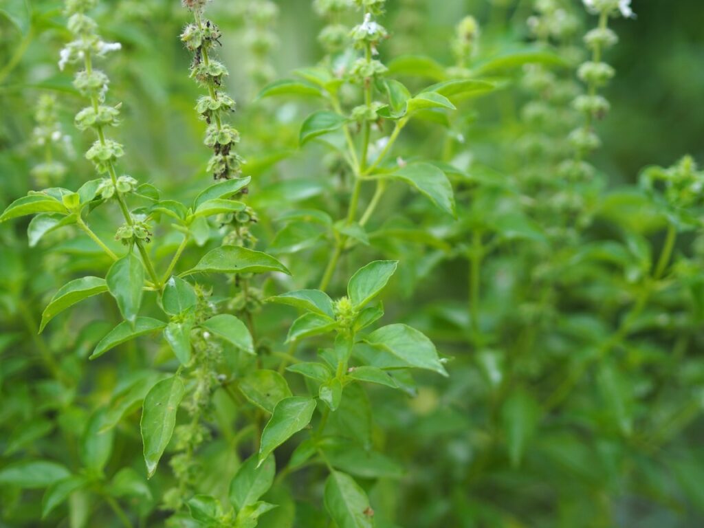 lemon basil plants growing and flowering