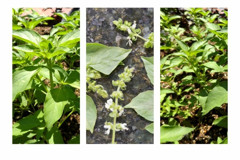 collage of lime basil plants and leaves