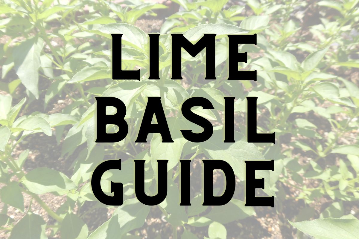 Image of a lime basil plant with the words Lime Basil overlaid on top