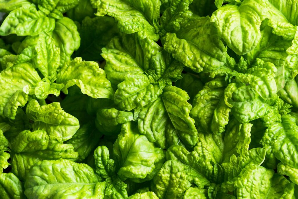 up close of mammoth basil or lettuce leaf basil leaves