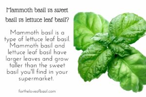 Collage with image of lettuce leaf basil leaf on the right and text on the left. The text says "Mammoth basil vs sweet basil vs lettuce leaf basil? Mammoth basil is a type of lettuce leaf basil. Mammoth basil and lettuce leaf basil have larger leaves and grow taller than the sweet basil you'll find in your supermarket. "