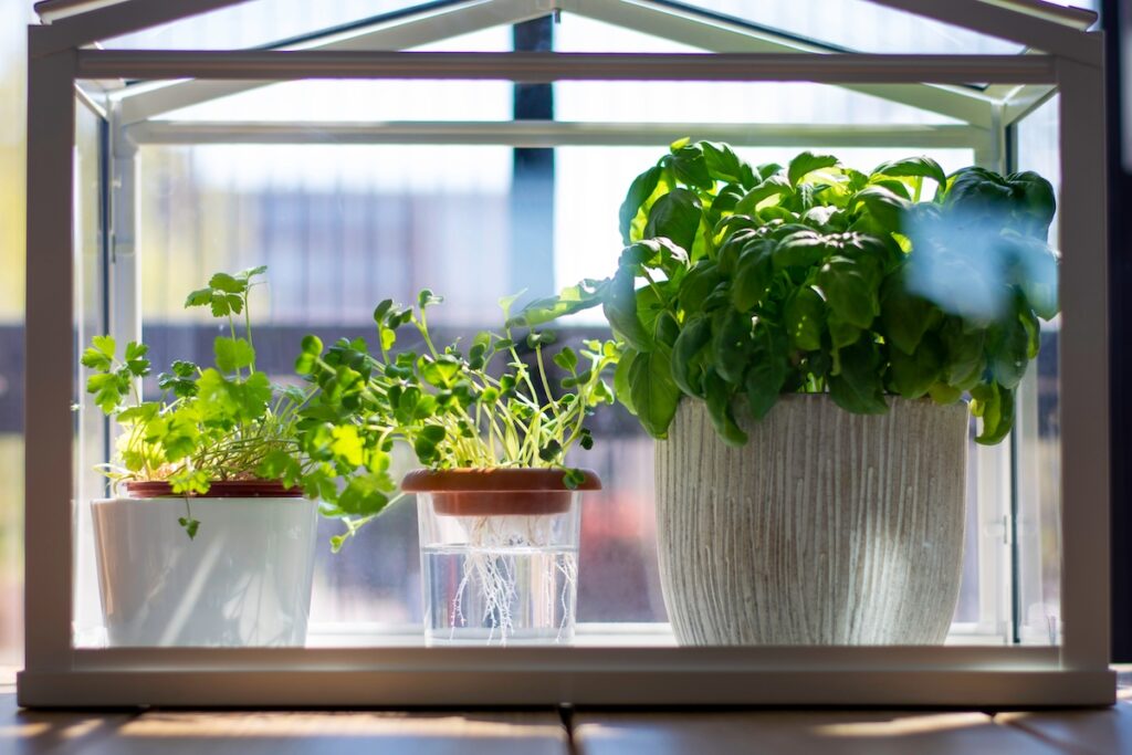 Growing Basil in the Winter Can Basil Survive Winter Kitchen