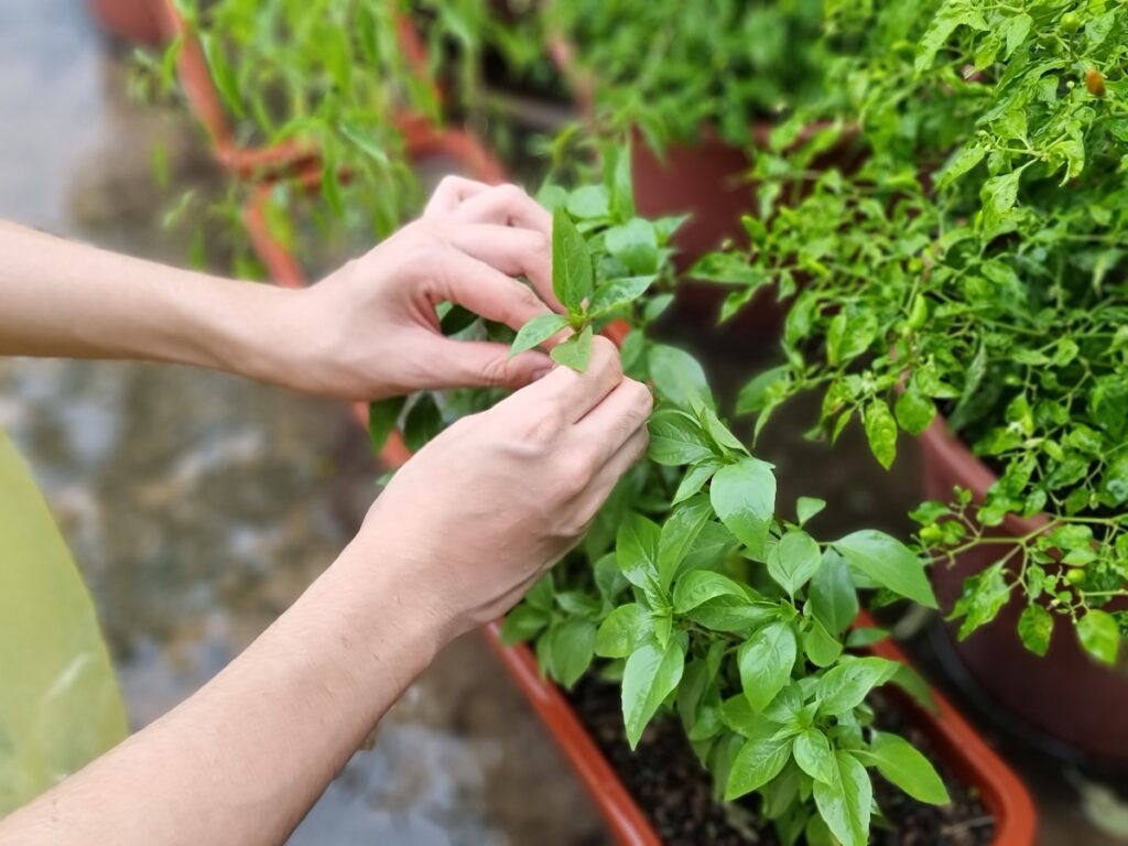 A woman's hands pick homegrown thai basil leaves from the plant