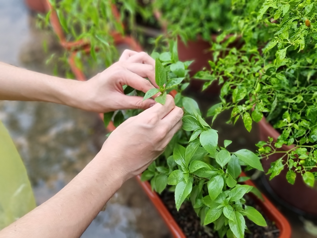 A woman's hands pick homegrown thai basil leaves from the plant