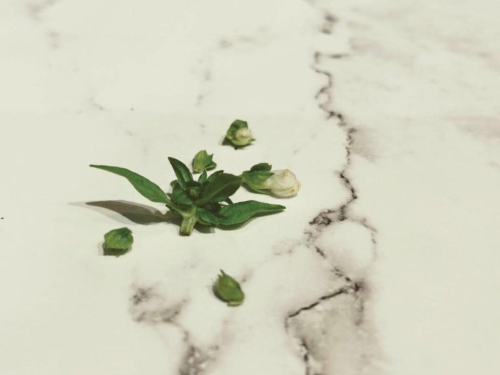 freshly pinched off basil flower buds on a white marble counter