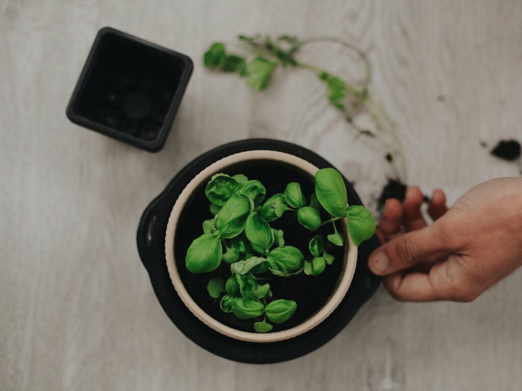 a mans hand holds a basil plant pot