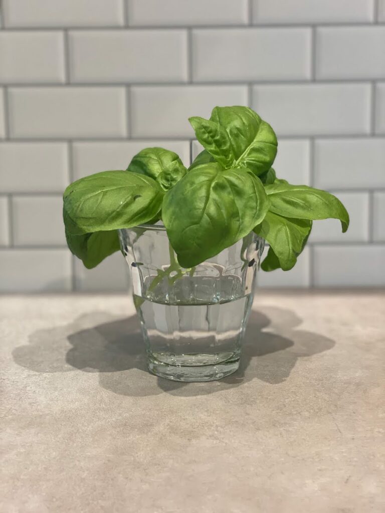 fresh basil leaves being stored in a glass of water after harvesting