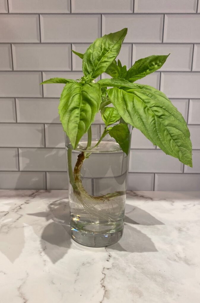 Italian large leaf is one of the basil types popular in Italian cuisine. Growing a basil stem from a cutting indoors is a great option for growing basil in the winter!