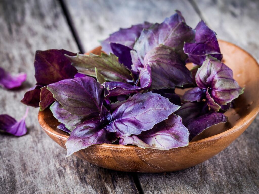 Ultimate Guide to Purple Basil Growing and Using It