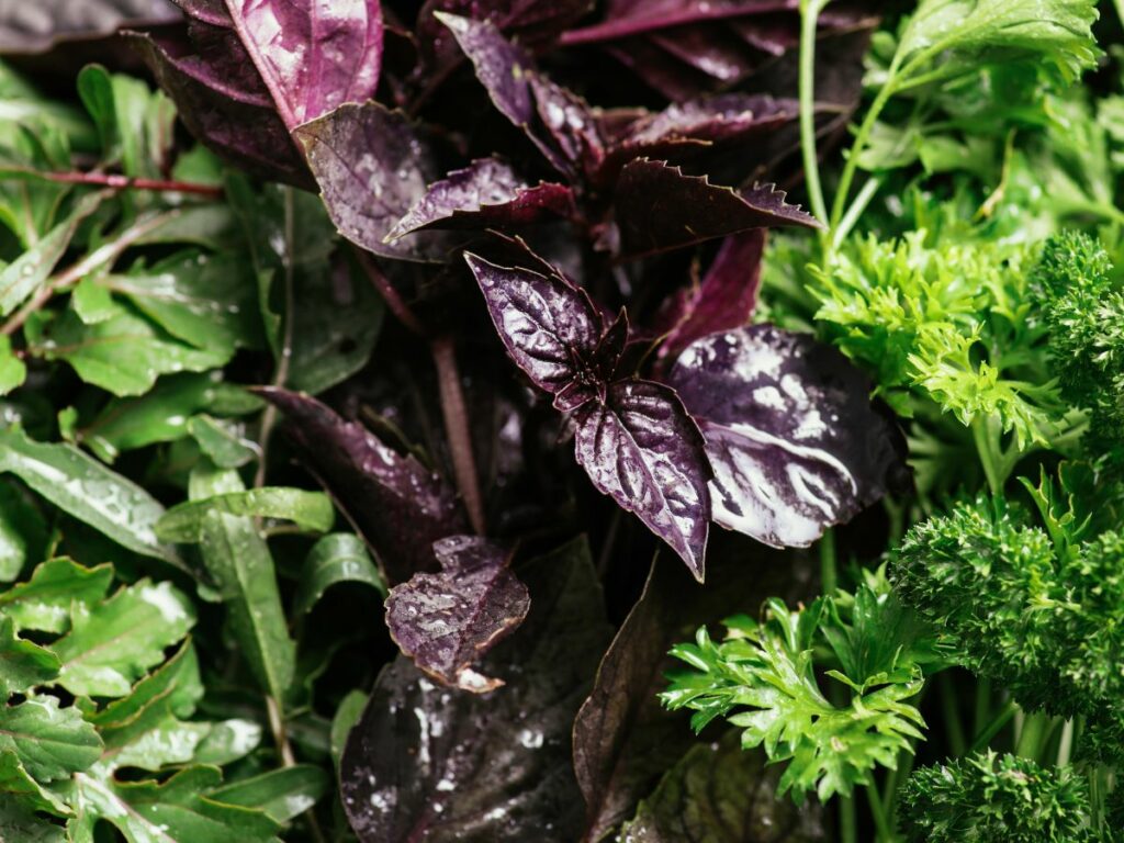 Fresh herbs and greens up close, with deep purple basil in the centre