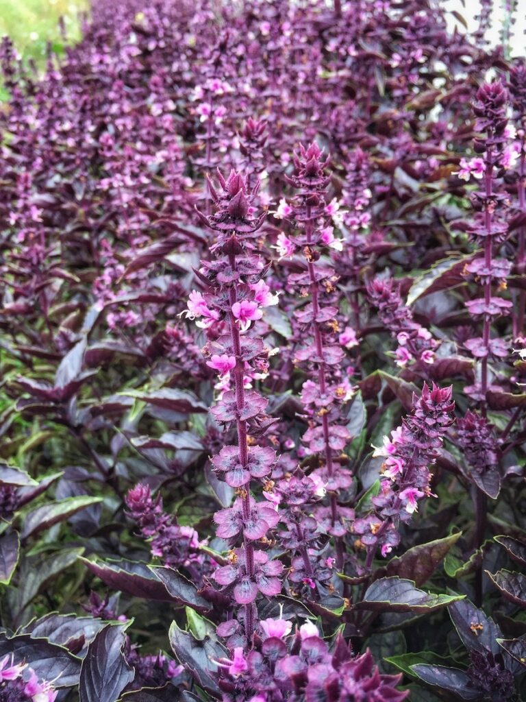 Purple basil plants flowering and going to seed