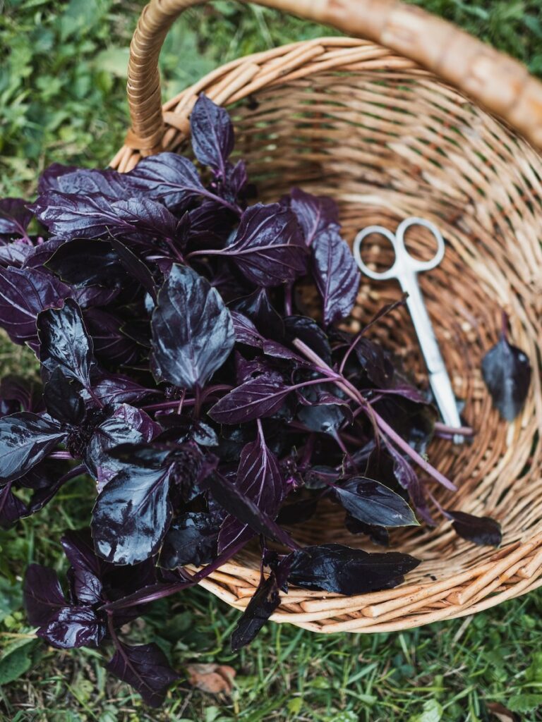 Purple basil leaves with scissors in a wicker basket after harvesting