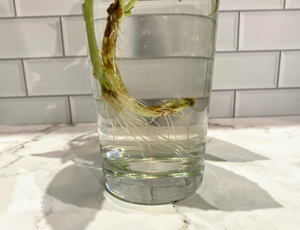 a robust root system developing when propagating basil from cuttings