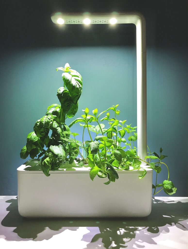 Smart Garden growing basil