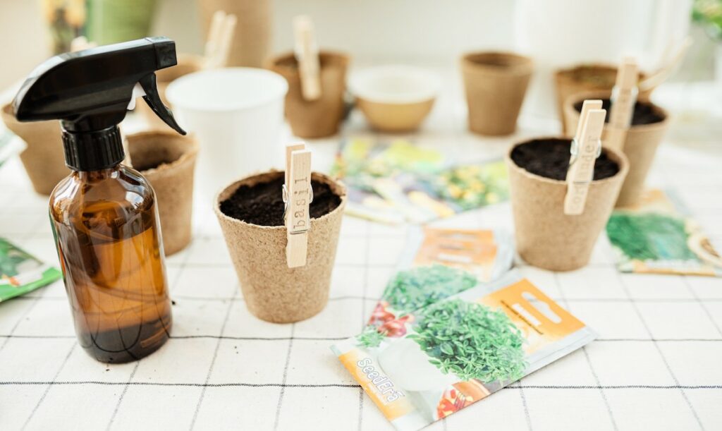 basil seeds and pots with a spray bottle to propagate basil from seed