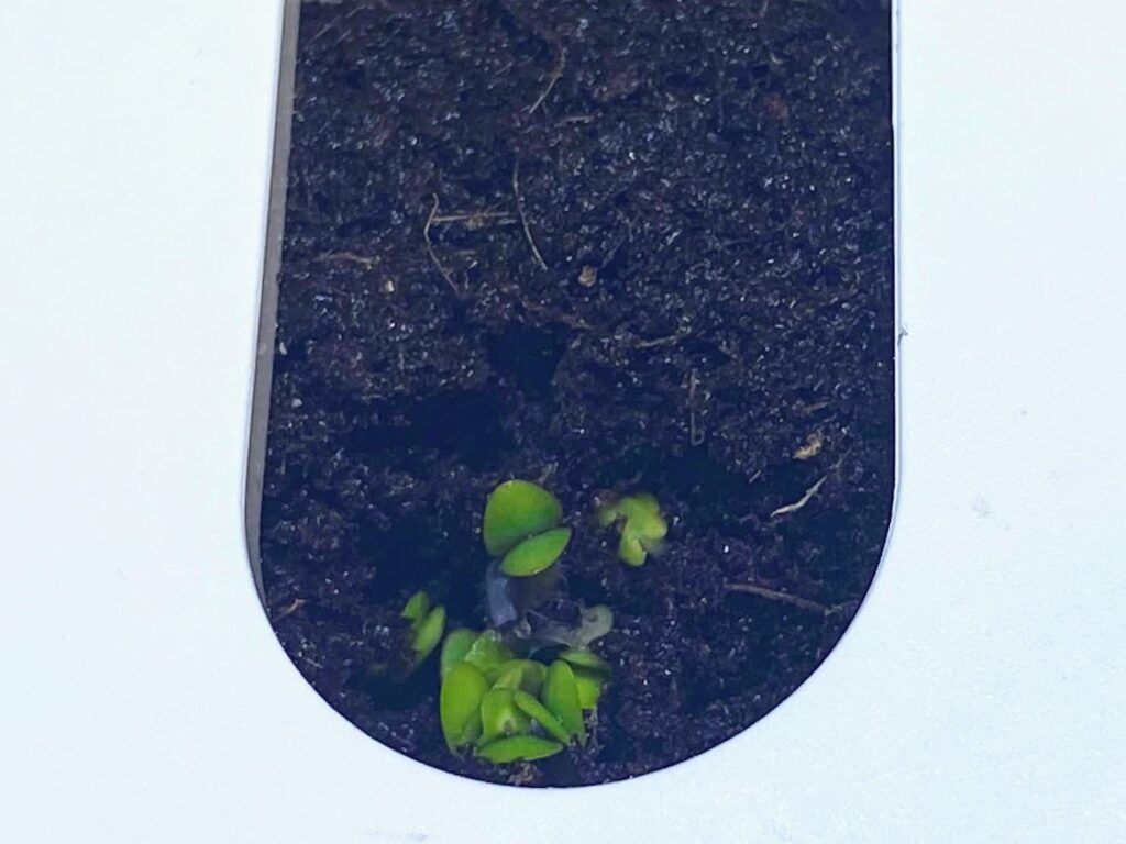 Cinnamon basil shoots on the first day out of the soil