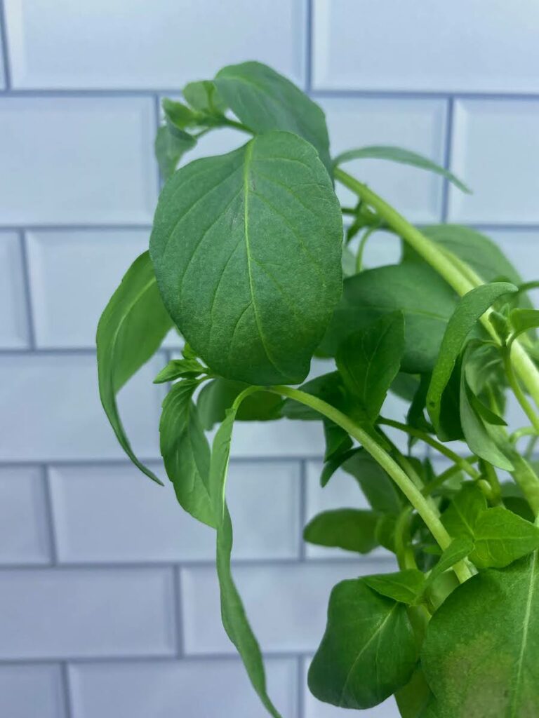 Close up of Thai basil plant against white subway tile background
