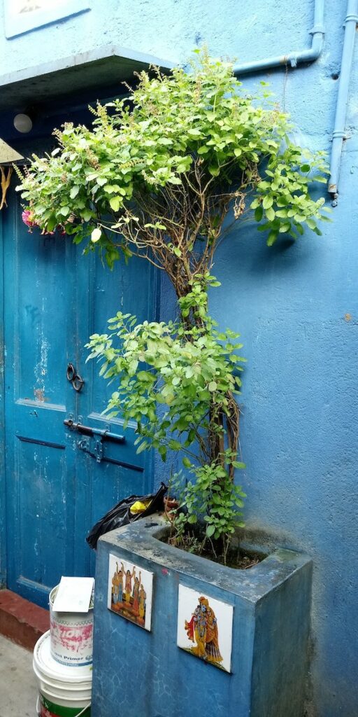 tulsi or holy basil plant outside an Indian home