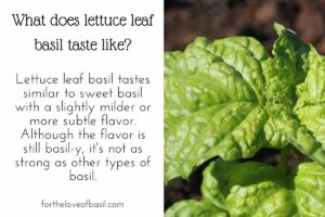 Collage with image of lettuce leaf basil leaf on the right and text on the left. The text says "What does lettuce leaf basil taste like? Lettuce leaf basil tastes similar to sweet basil with a slightly milder or more subtle flavor. Although the flavor is still basil-y, it's not as strong as other types of basil."