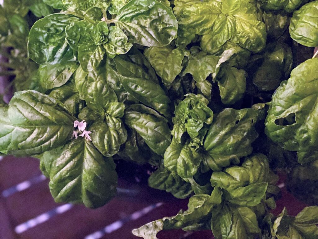 Small white flower on a lettuce leaf basil tuscany plant