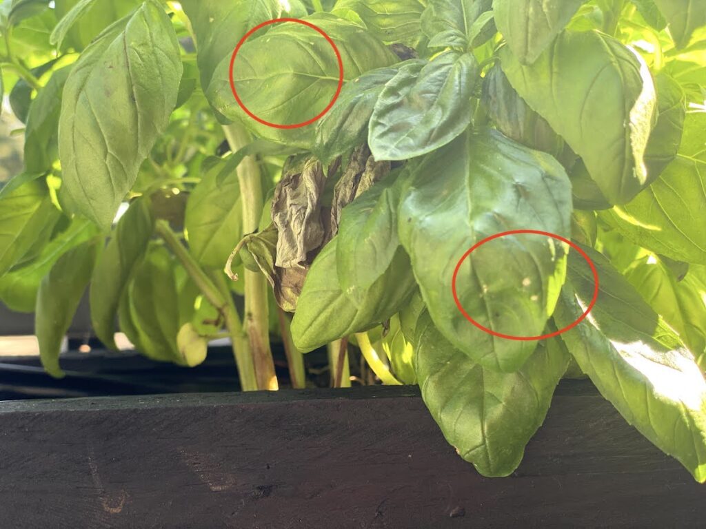 White Spots on Basil Plants 6 Possible Causes Solutions