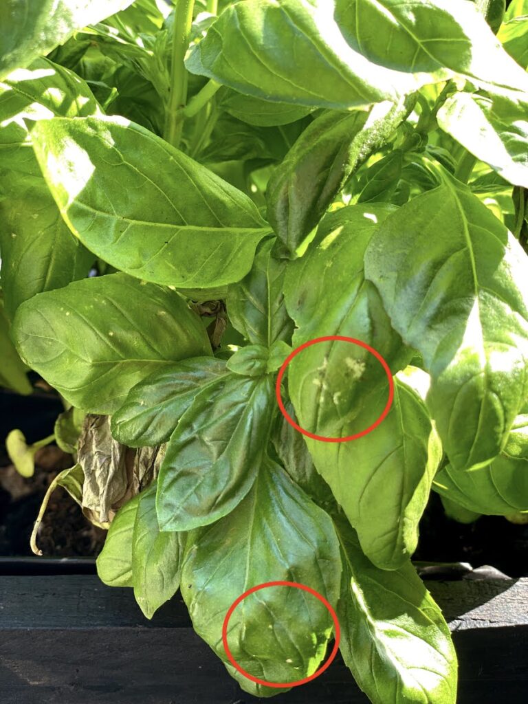 White Spots on Basil Plants 6 Possible Causes Solutions