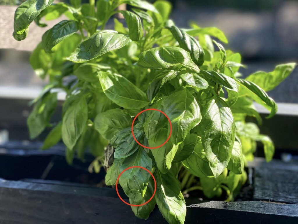 White Spots on Basil Plants 6 Possible Causes Solutions