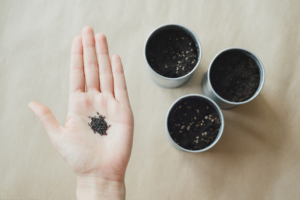 womans hand holding basil plant seeds over metallic pot with soil