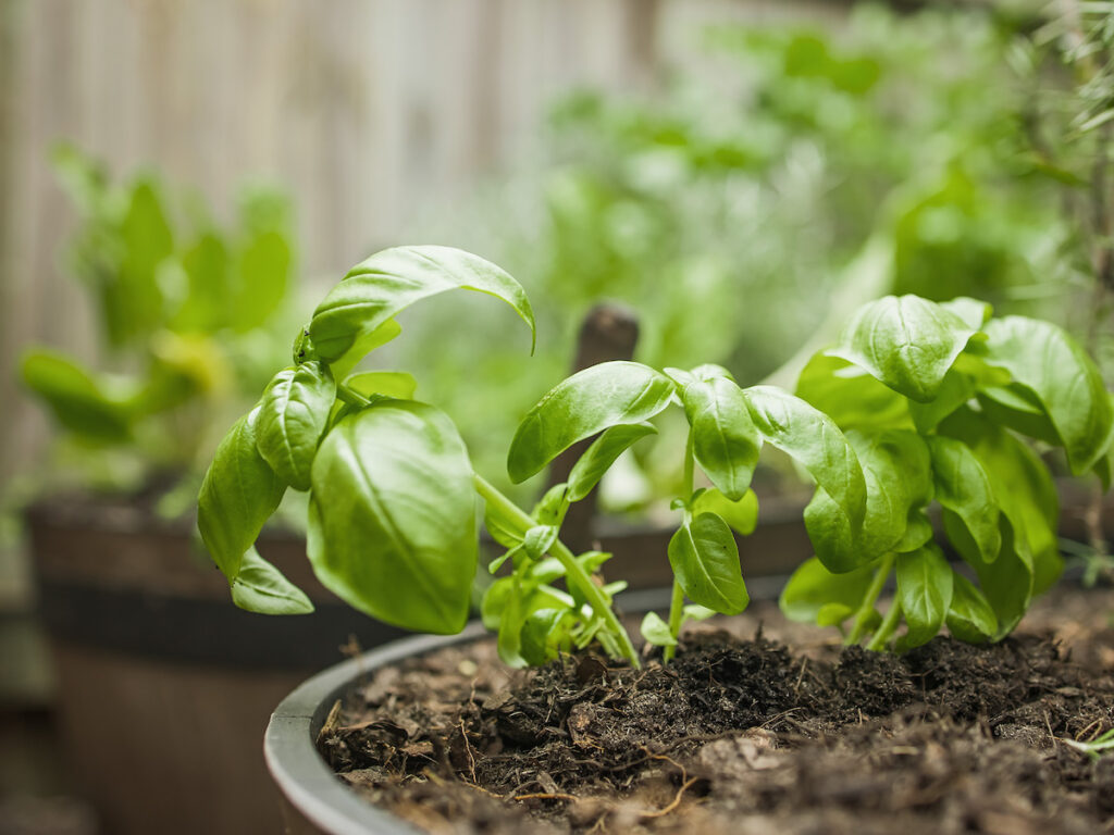 Wooden pot with basil growing in a backyard garden