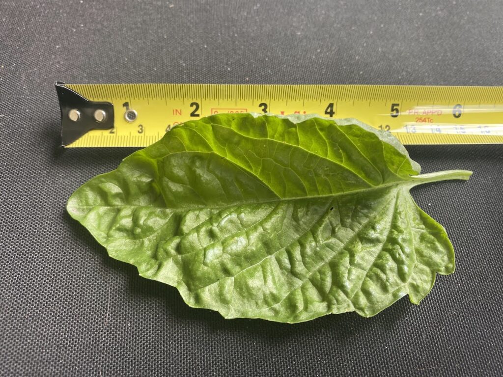 A Tuscany basil leaf next to a tape measure showing it is 5 inches long