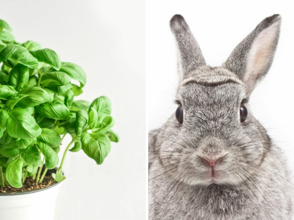 Collage of two photos, side by side. On the left is a potted sweet basil plant against an isolated white background. On the right is a grey rabbit looking forward, against an isolated white background. The image accompanies an article answering the question: "can rabbits eat basil?"
