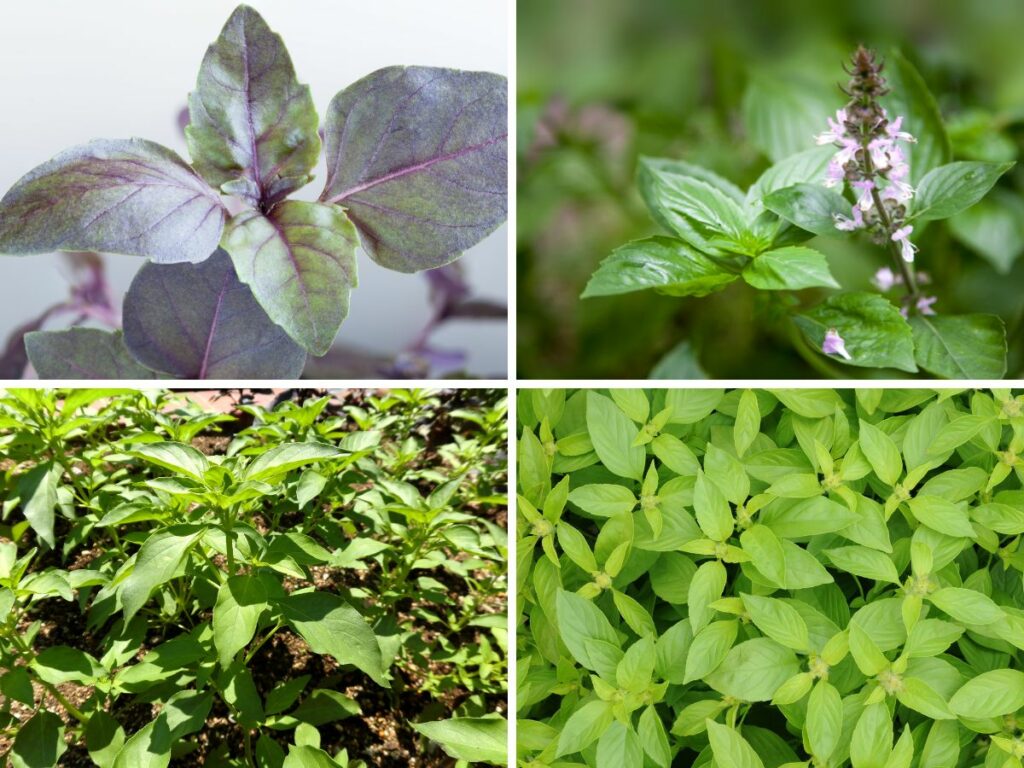 Collage of different types of basil including red basil, cinnamon basil, lime basil and lemon basil for an article about what does basil taste like