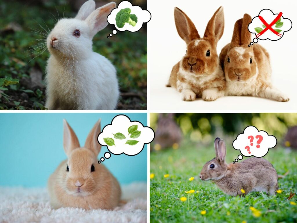 Can Rabbits Eat Basil Is Basil Toxic or Safe for Rabbits