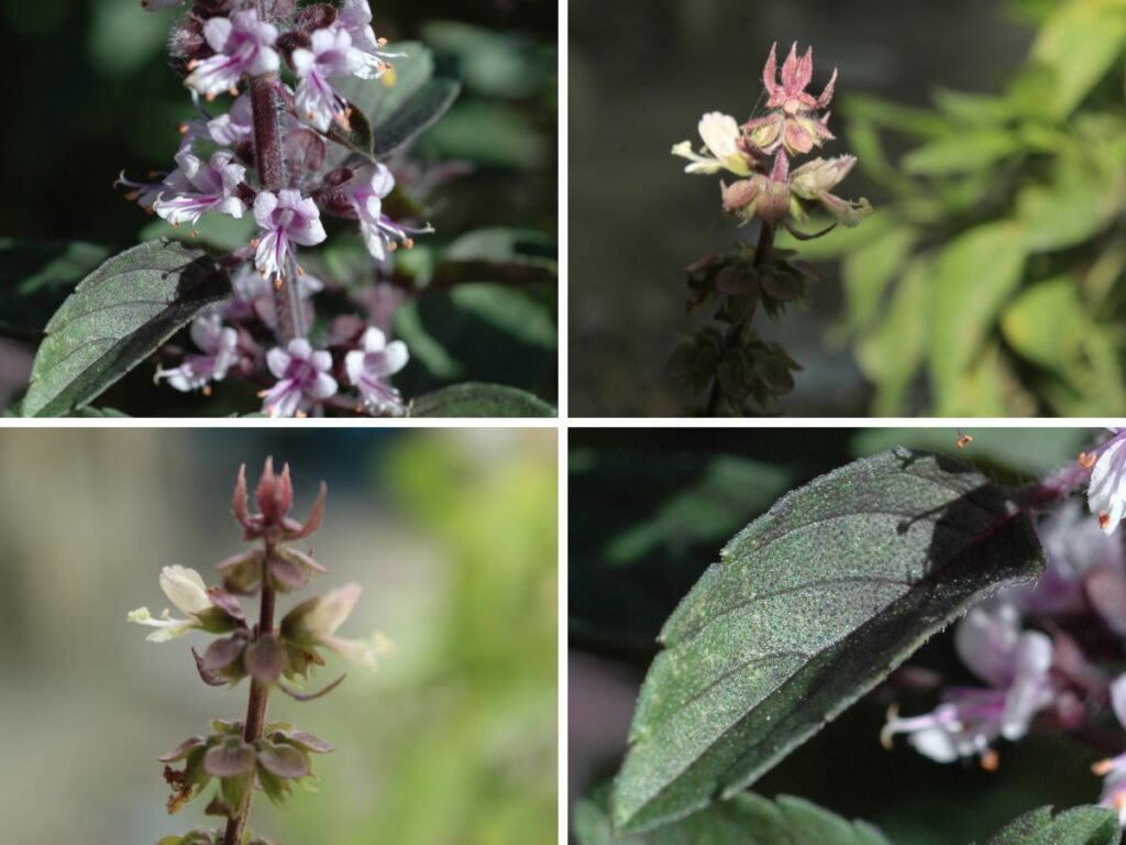 A collage with 4 different photos of African blue basil eaves and flowers