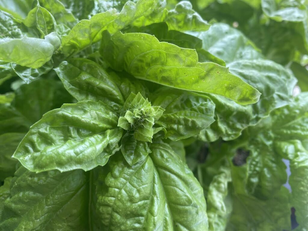 A close up of a basil plant showing what a basil flower bud looks like before it becomes a basil bloom