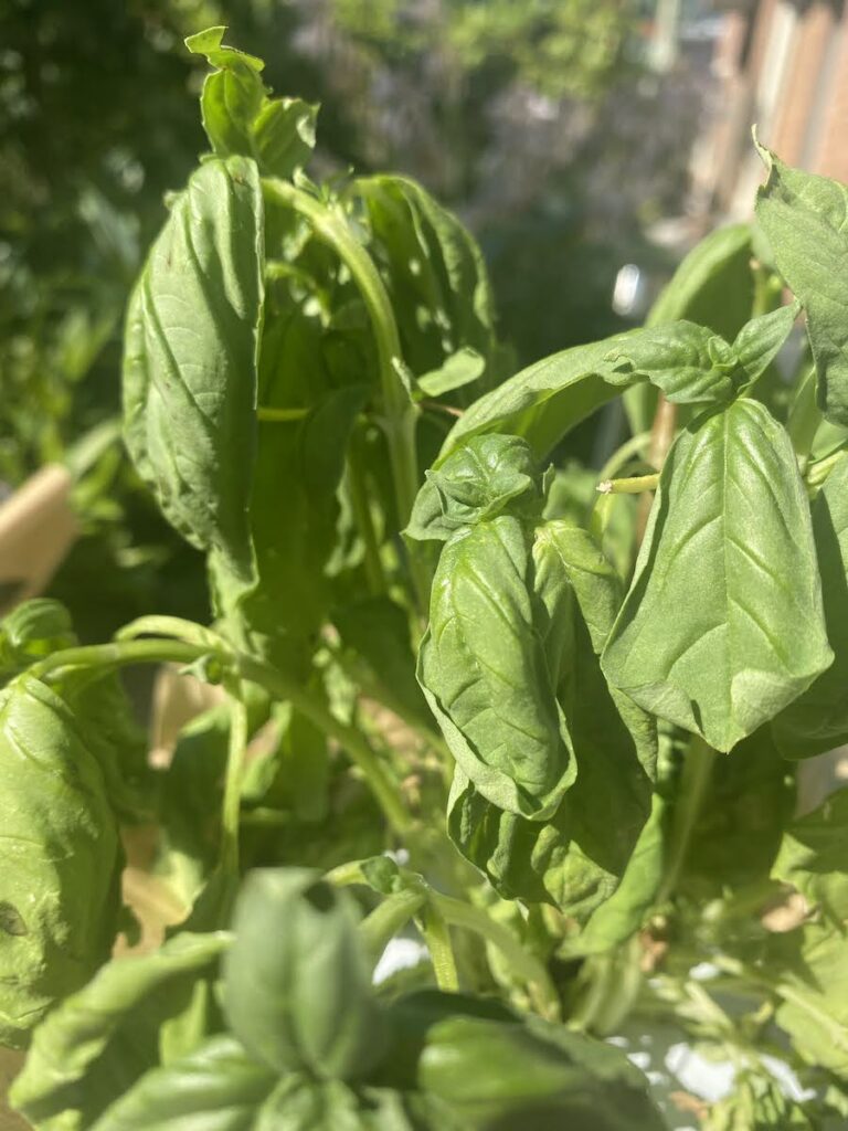 An underwatered basil plant that is wilting and drooping basil plant during a heat wave. You can see the basil leaves are curling as well due to stress.