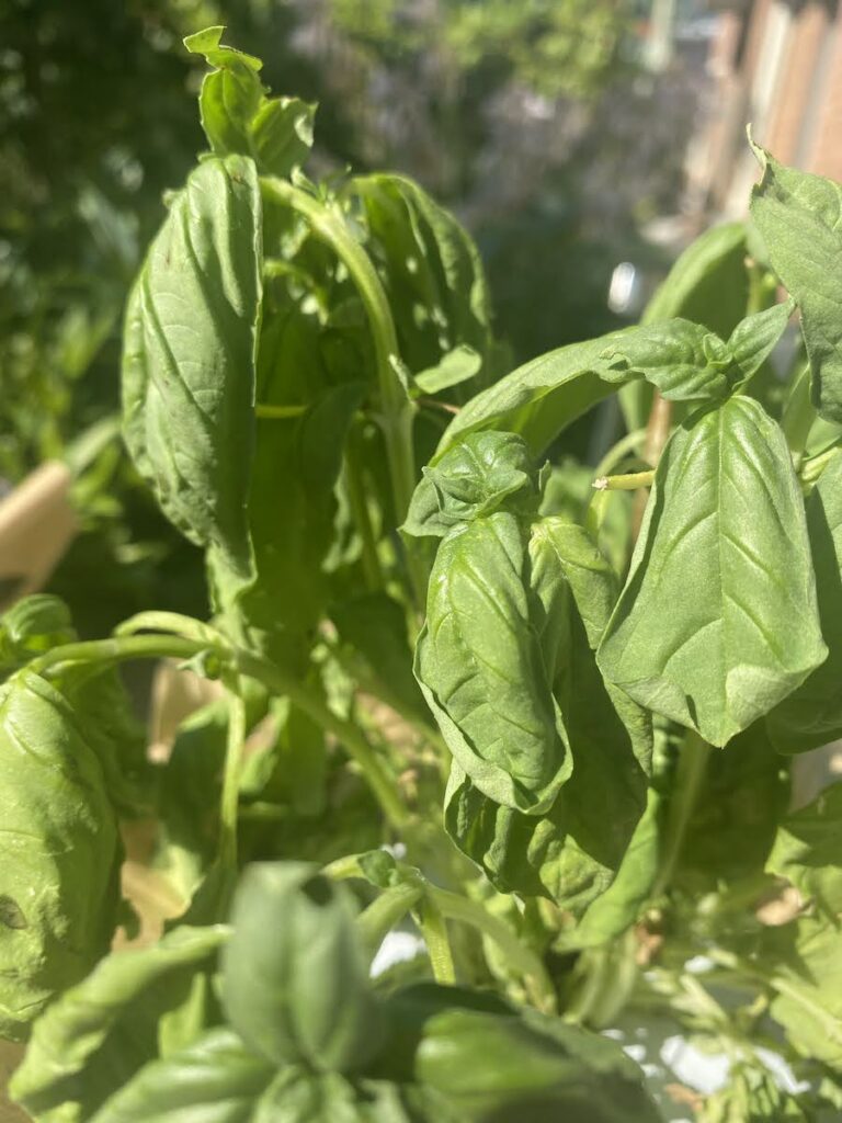 Basil Plant Wilting 5 Wilted Basil Causes Easy Fixes