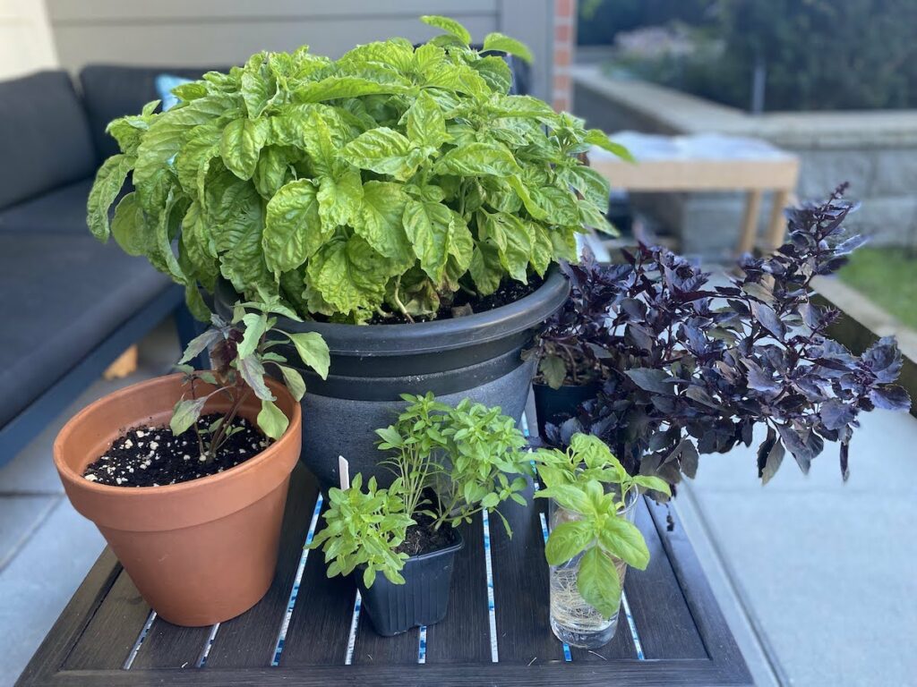 A variety of different types of basil growing in pots in partial shade on a patio