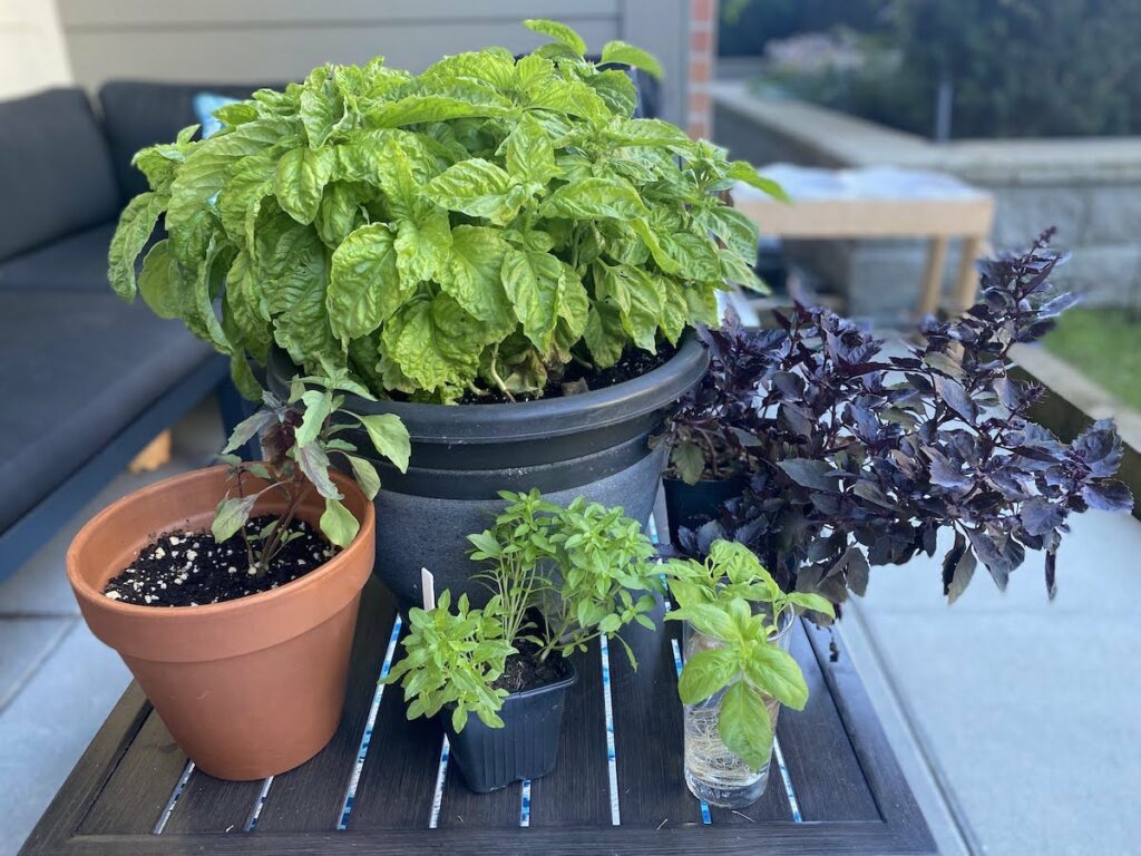 Does Basil Need Full Sun I ForTheLoveOfBasil