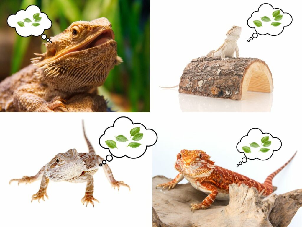 Collage with 4 different bearded dragons with superimposed thought bubbles containing fresh basil leaves, suggesting the beardies are thinking about eating basil