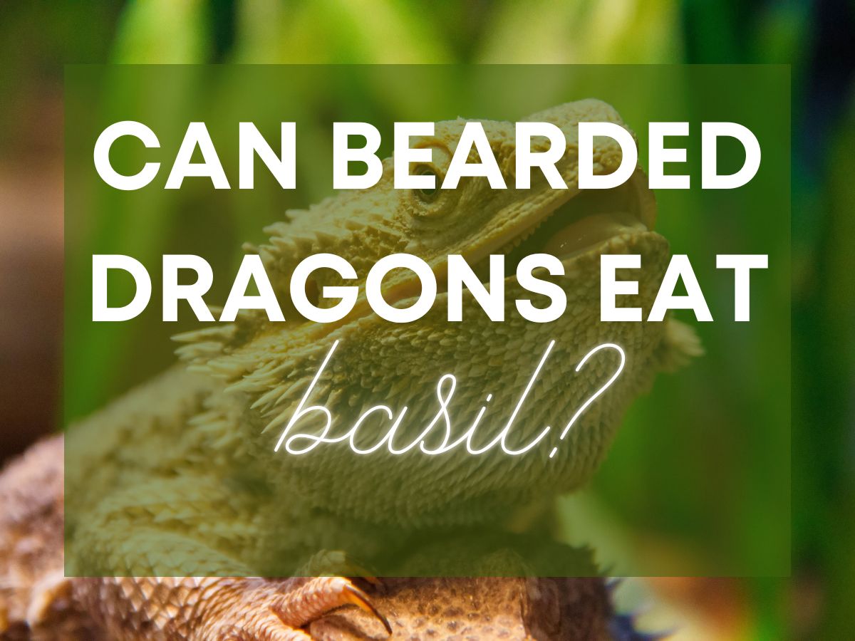 Photo of a bearded dragon with text superimposed over the image that says Can Bearded Dragons Eat Basil?