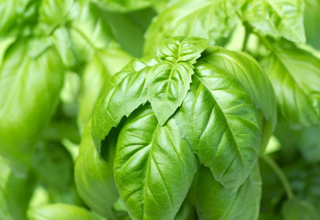 Close up of common sweet basil leaves