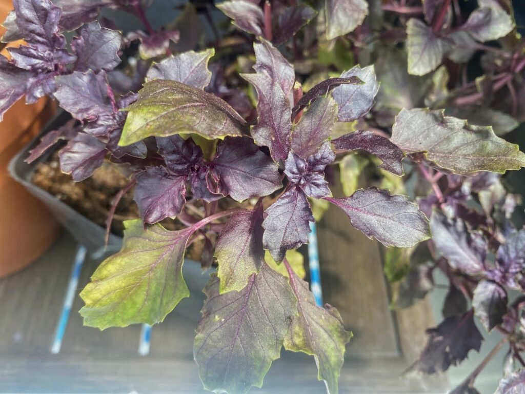 Dark opal leaves on a plant with some green coloration to them