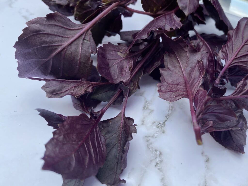 Dark purple opal basil leaves against a white marble background