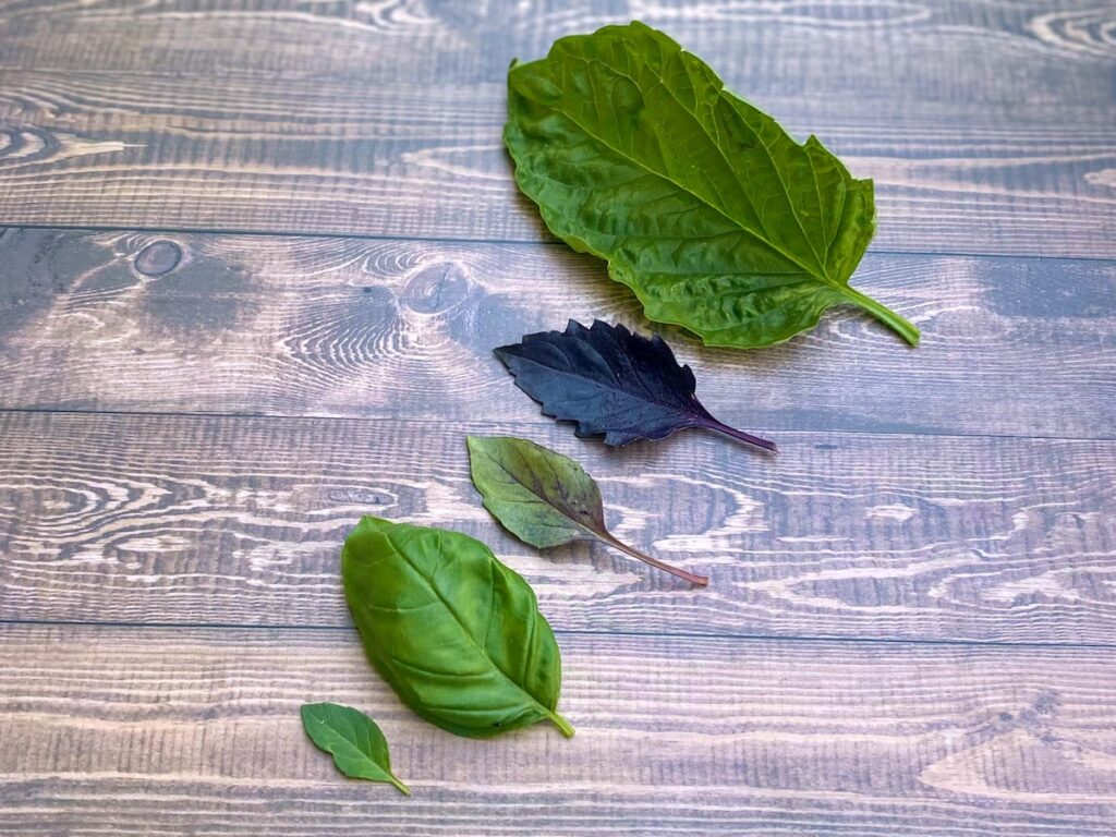 Different types of basil leaves on a wooden table, shows how basil leaves look different based on the varietal. From back to front: tuscany basil, dark opal basil, persian basil, sweet basil, spicy bush basil