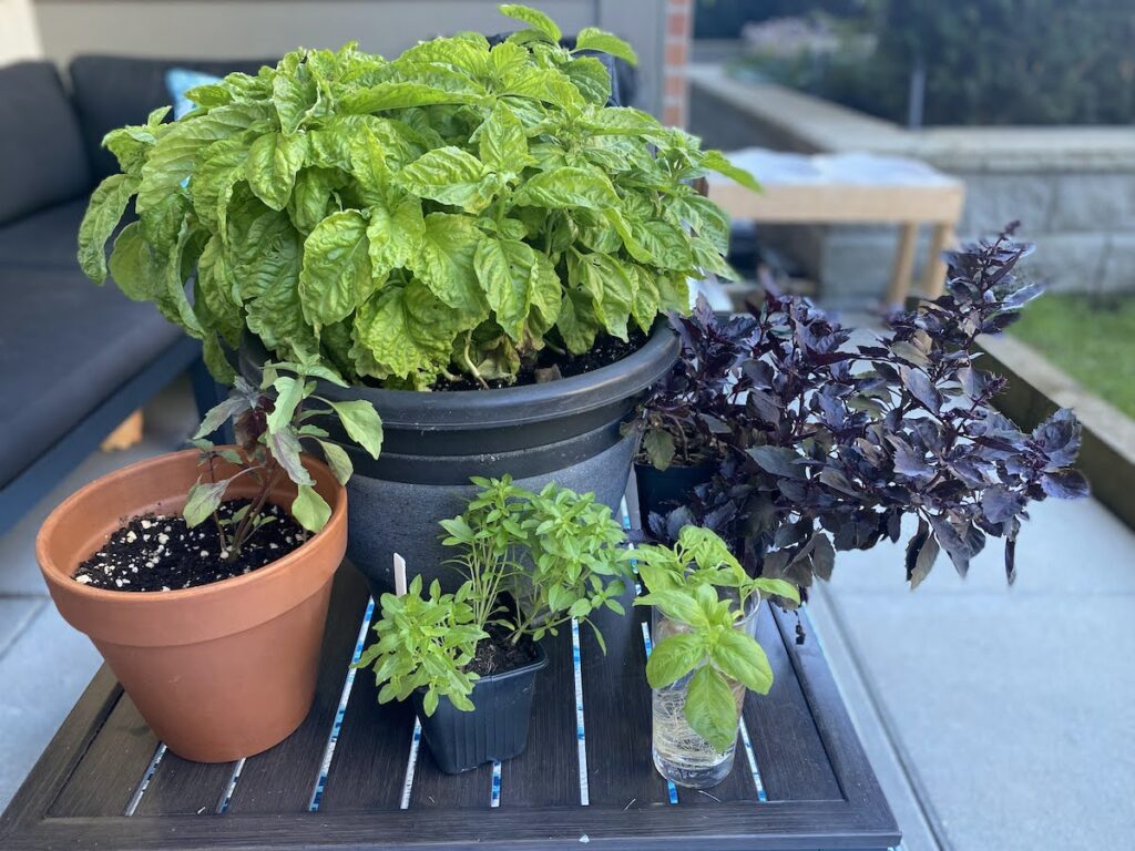 5 different types of basil growing in pots or cuttings. Includes a large tuscany basil, persian basil, spicy bush basil, Italian large leaf basil, and dark opal basil