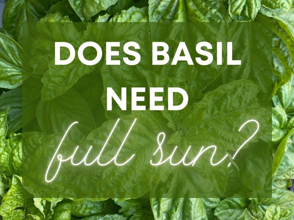 Does Basil Need Full Sun I ForTheLoveOfBasil